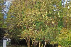 Cookworthy Forest October 2021