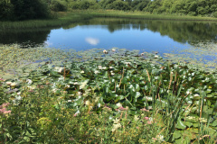 Lower Tamar Lake July 2022
